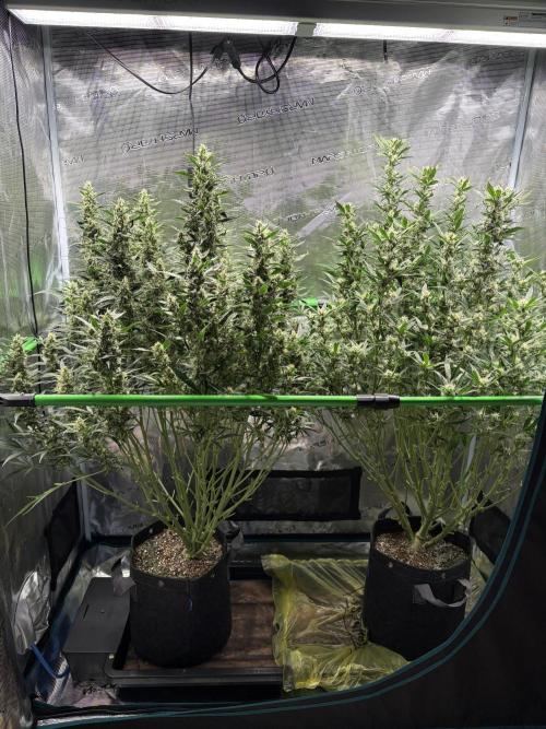2x Fast Buds Z-UP Auto. Week 9 - 10.08. - D62
