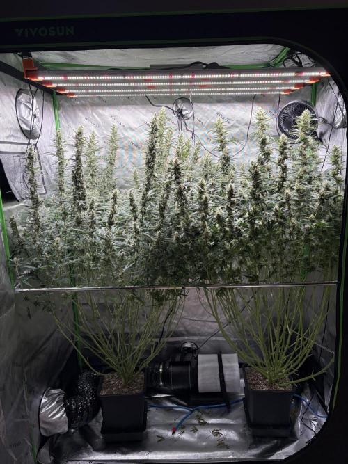 3x Fast Buds Orange Sherbet Auto. Week 10 - 13.08. - D65