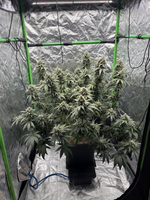 3x Fast Buds Orange Sherbet Auto. Week 10 - 13.08. - D65