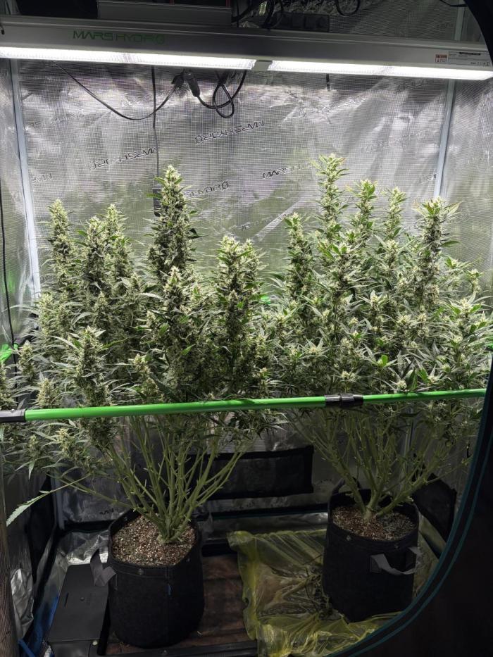 2x Fast Buds Z-UP Auto. Week 10