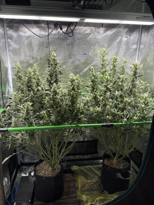 Z-Up Auto. Week 10