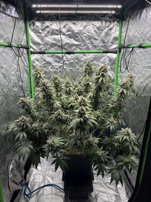 3x Fast Buds Orange Sherbet Auto. Week 10 - 18.08. - D70