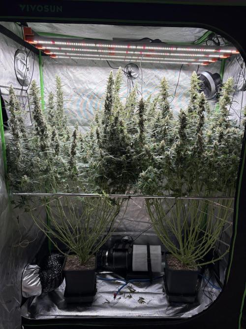 3x Fast Buds Orange Sherbet Auto. Week 10 - 18.08. - D70