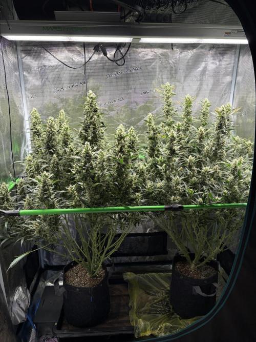 2x Fast Buds Z-UP Auto. Week 10 - 18.08. - D70
