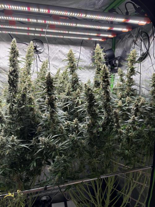 3x Fast Buds Orange Sherbet Auto. Week 11 - right plant D73