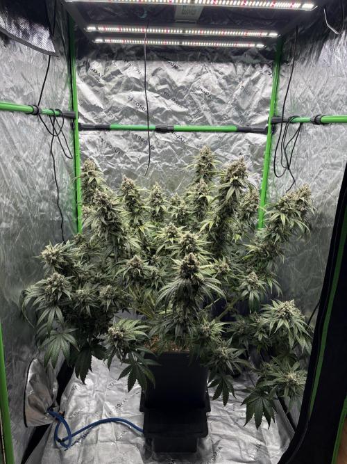3x Fast Buds Orange Sherbet Auto. Week 11 - other plant D73