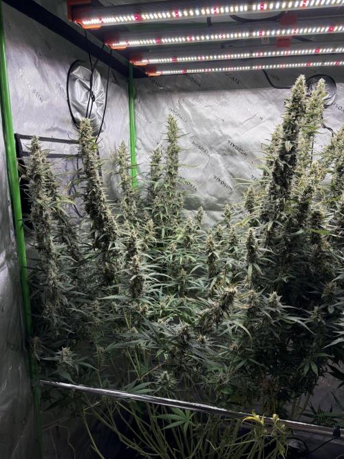 3x Fast Buds Orange Sherbet Auto. Week 11 - left plant D73
