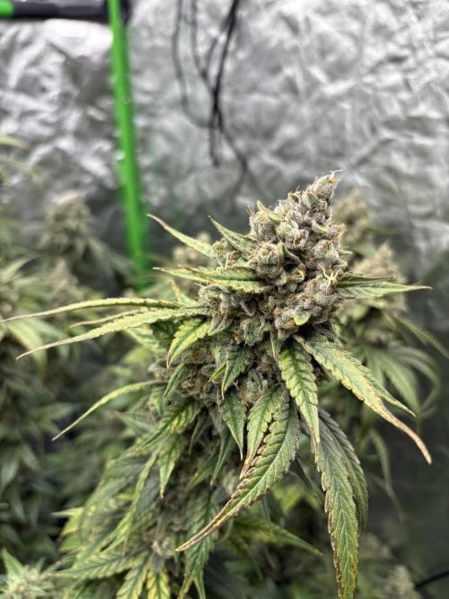 3x Fast Buds Orange Sherbet Auto. Week 11