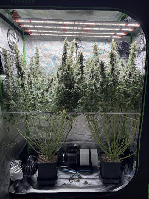 3x Fast Buds Orange Sherbet Auto. Week 11 - 21.08. - D73