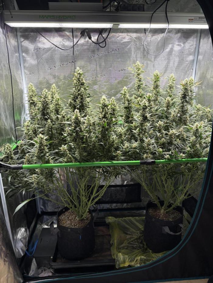 2x Fast Buds Z-UP Auto. Week 11 - 21.08. - D73