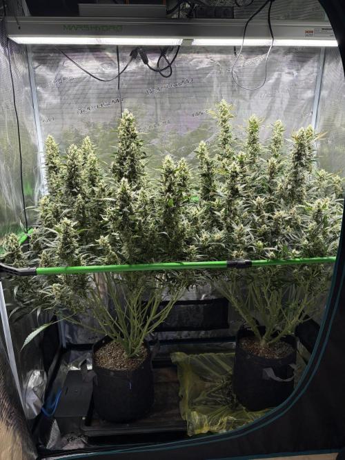 2x Fast Buds Z-UP Auto. Week 11 - 21.08. - D73