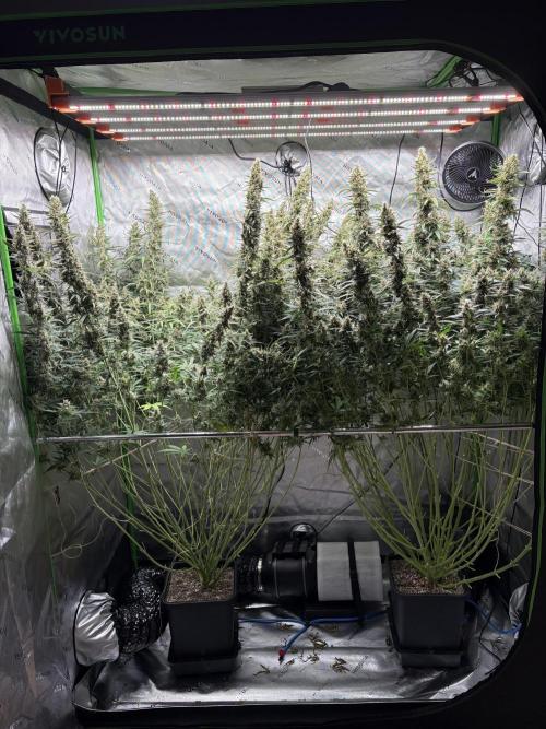 3x Fast Buds Orange Sherbet Auto. Week 11 - 25.08. - D77