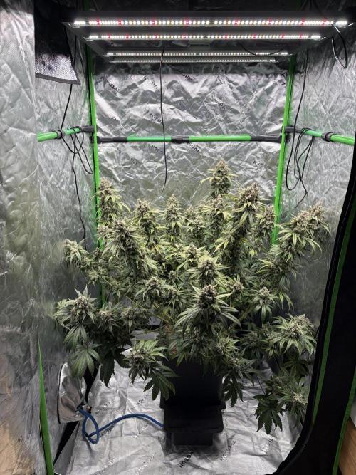 3x Fast Buds Orange Sherbet Auto. Week 11 - other plant D77
