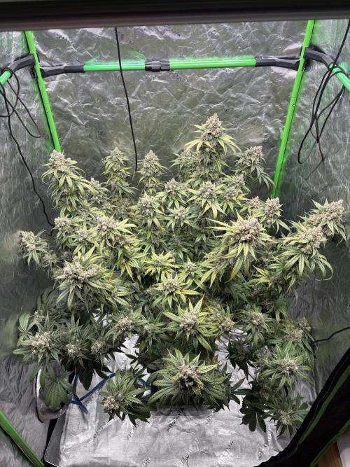 3x Fast Buds Orange Sherbet Auto. Week 11 - close to harvest