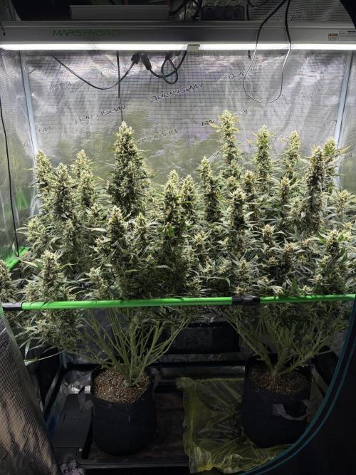 2x Fast Buds Z-UP Auto. Week 11 - 25.08. - D77