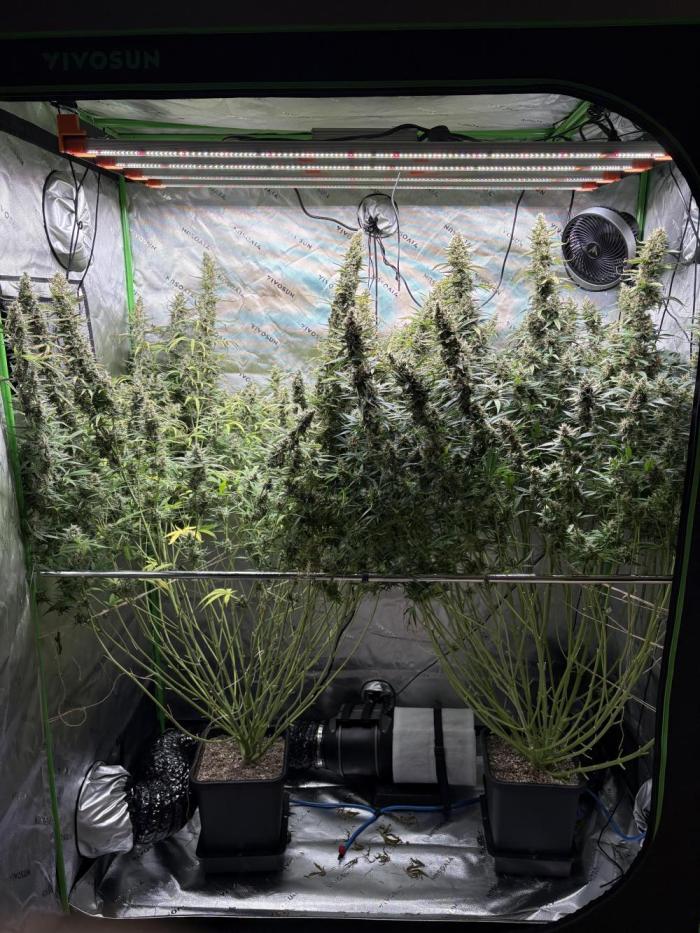 3x Fast Buds Orange Sherbet Auto. Week 12 - 28.08. - D80