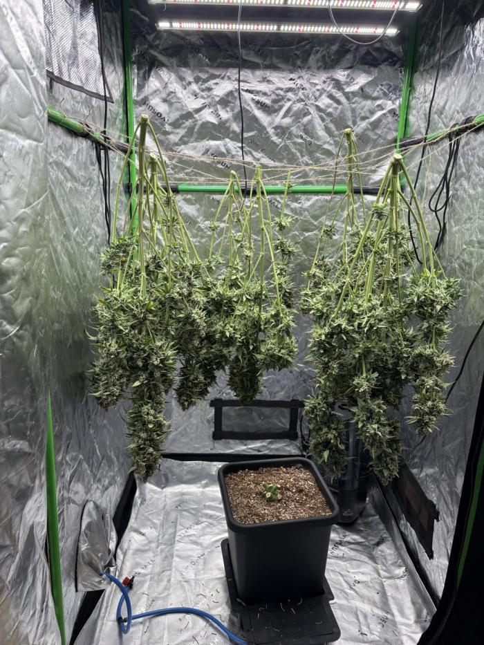 3x Fast Buds Orange Sherbet Auto. Week 13 - D78 harvest single plant