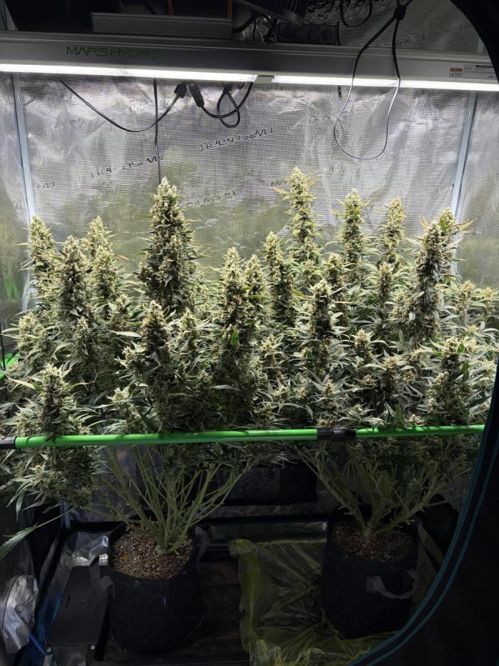 2x Fast Buds Z-UP Auto. Week 12 - 28.08. - D80