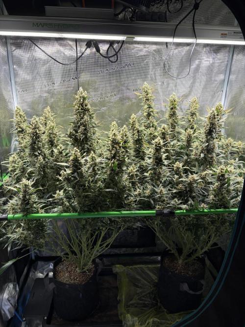 Z-Up Auto. Week 12