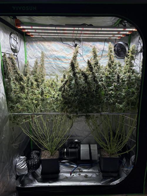 3x Fast Buds Orange Sherbet Auto. Week 12 - 28.08. - D84