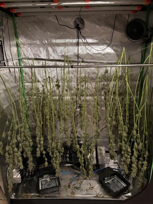 3x Fast Buds Orange Sherbet Auto. Week 13 - D84 harvest other plants