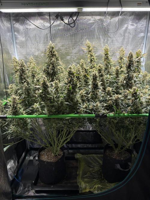 2x Fast Buds Z-UP Auto. Week 12 - 01.09. - D84