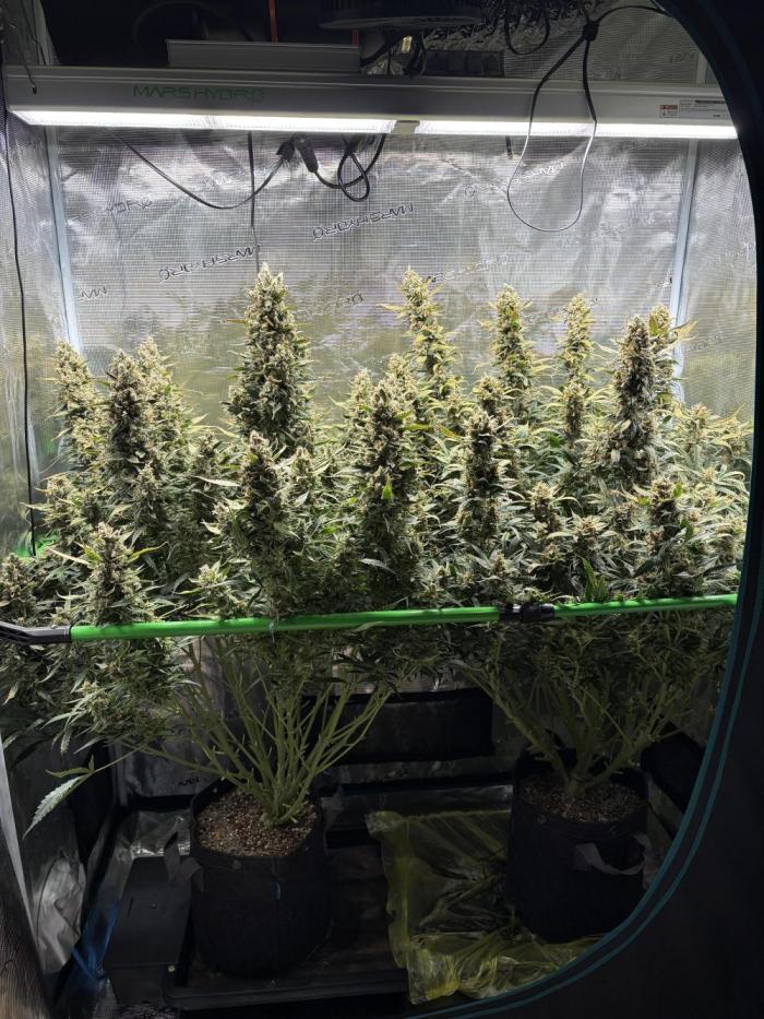 2x Fast Buds Z-UP Auto. Week 13 - D88 harvest