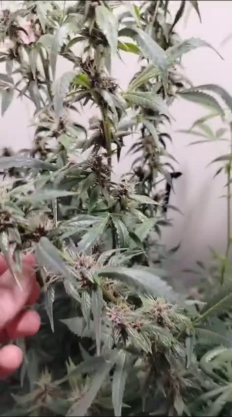 Santa Semente CRITICAL ORANGE PUNCH AUTO + Delicious Seeds DARK LEMONADE AUTO  