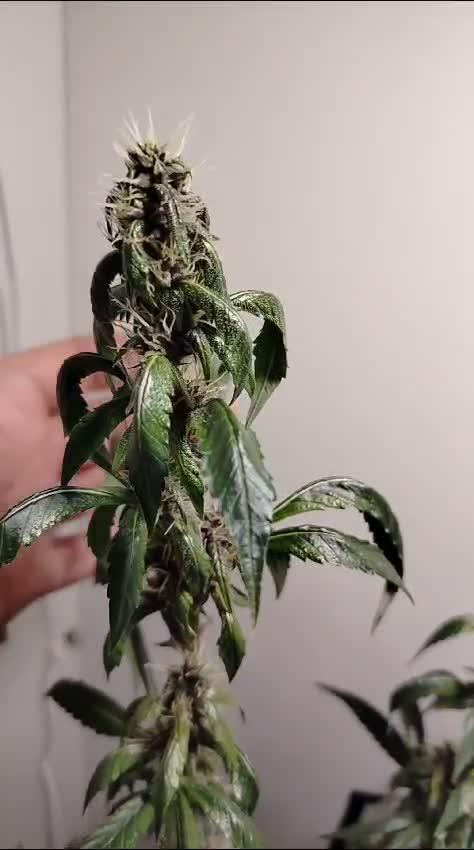 Santa Semente CRITICAL ORANGE PUNCH AUTO + Delicious Seeds DARK LEMONADE AUTO