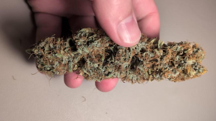 Orange Sherbet Auto FB small tent grow