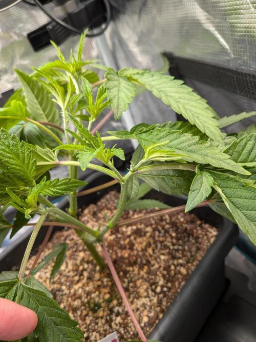 Autopots & Berries. Week 4