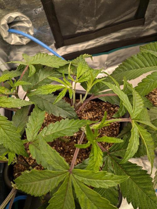 Autopots & Berries. Week 4