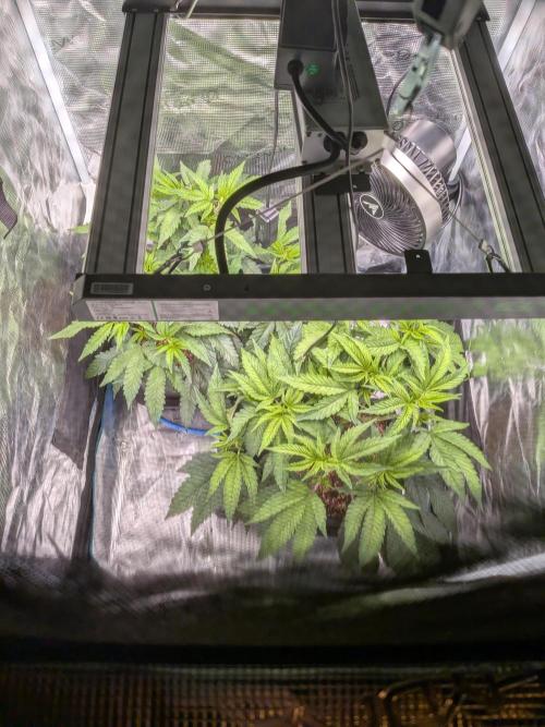 Autopots & Berries. Week 4