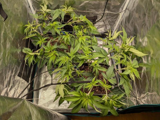 Autopots & Berries. Week 4