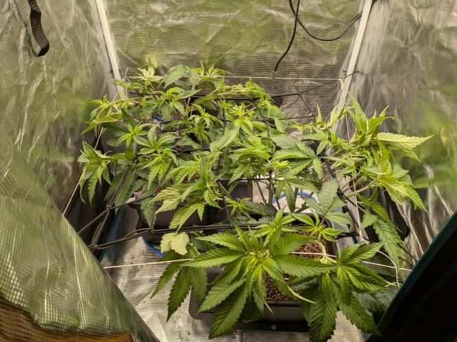 Autopots & Berries. Week 4