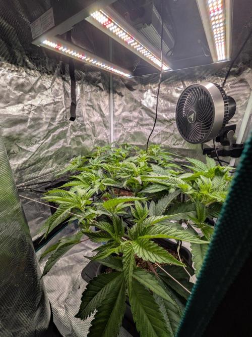 Autopots & Berries. Week 4