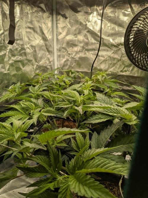 Autopots & Berries. Week 4