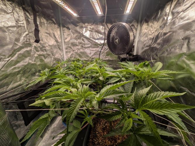 Autopots & Berries. Week 4