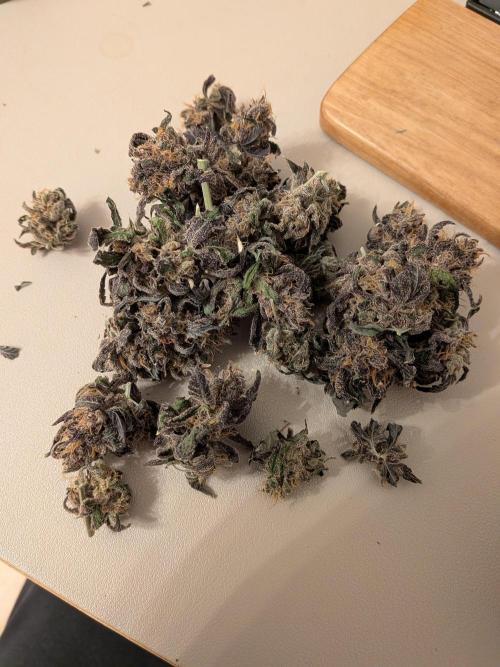 Mango Runtz Mephisto Autopot Tiny Tent. Week 13