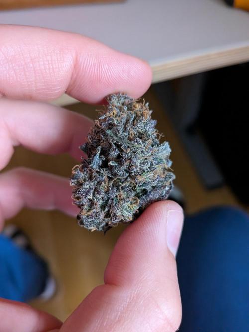 Mango Runtz Mephisto Autopot Tiny Tent. Week 13