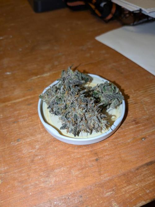 Mango Runtz Mephisto Autopot Tiny Tent. Week 13