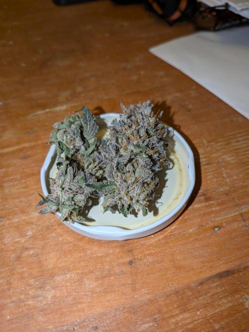 Mango Runtz Mephisto Autopot Tiny Tent. Week 13