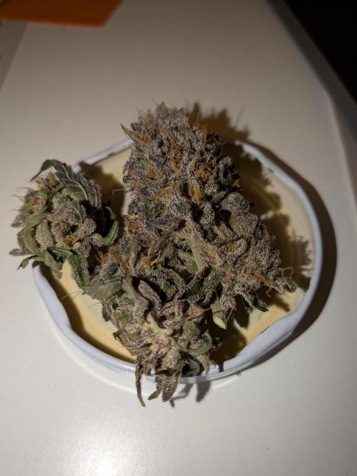 Mango Runtz Mephisto Autopot Tiny Tent. Week 13