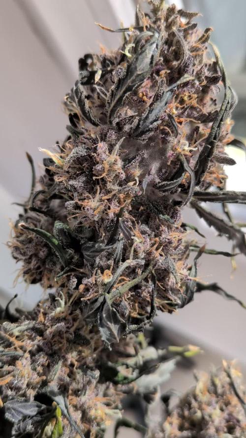 Mango Runtz Mephisto Autopot Tiny Tent