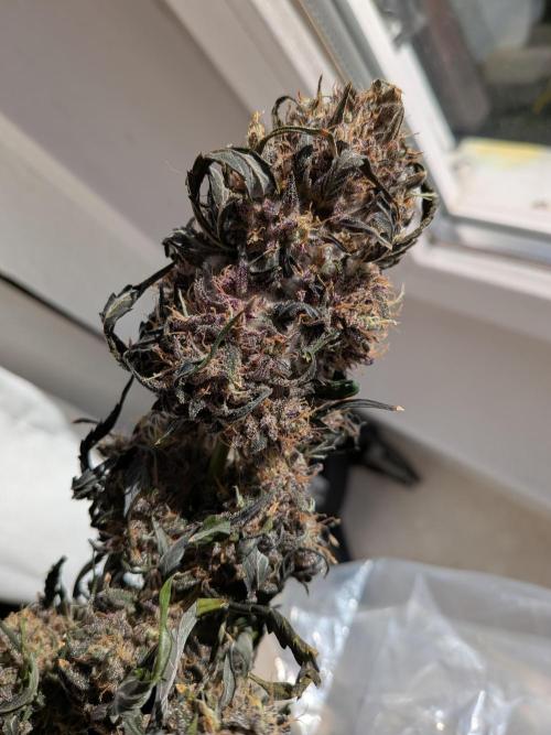 Mango Runtz Mephisto Autopot Tiny Tent. Week 13