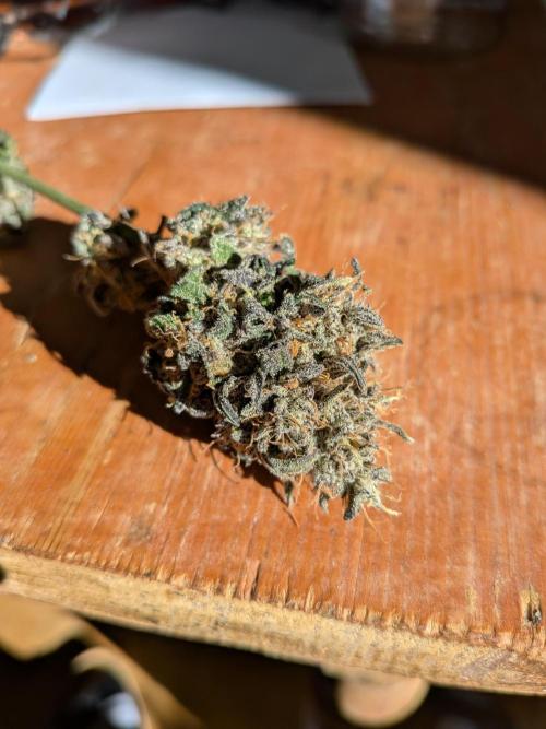 Mango Runtz Mephisto Autopot Tiny Tent. Week 13