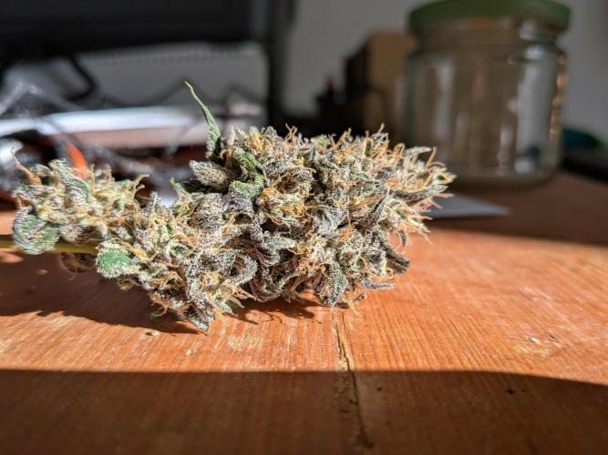 Mango Runtz Mephisto Autopot Tiny Tent. Week 13