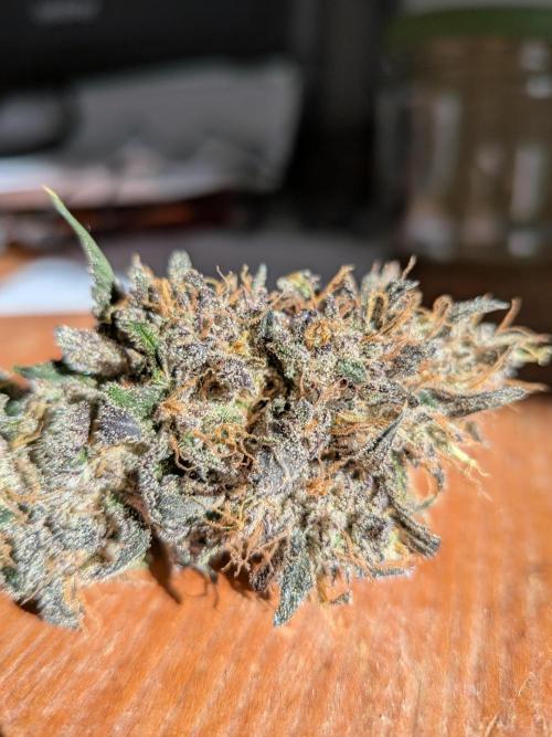 Mango Runtz Mephisto Autopot Tiny Tent. Week 13