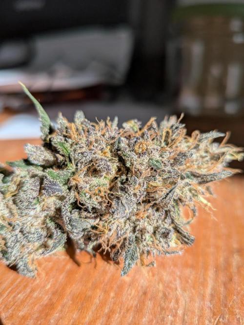 Mango Runtz Mephisto Autopot Tiny Tent. Week 13