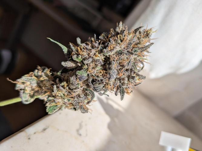 Mango Runtz Mephisto Autopot Tiny Tent. Week 13